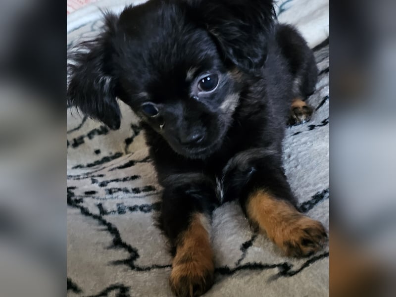 Reinrassige,Rassetypische Chihuahua-Hündin abzugeben