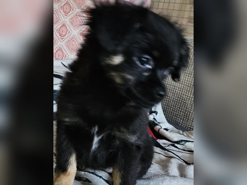 Reinrassige,Rassetypische Chihuahua-Hündin abzugeben