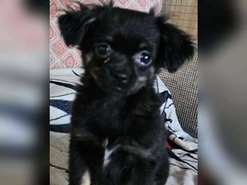 Reinrassige,Rassetypische Chihuahua-Hündin abzugeben