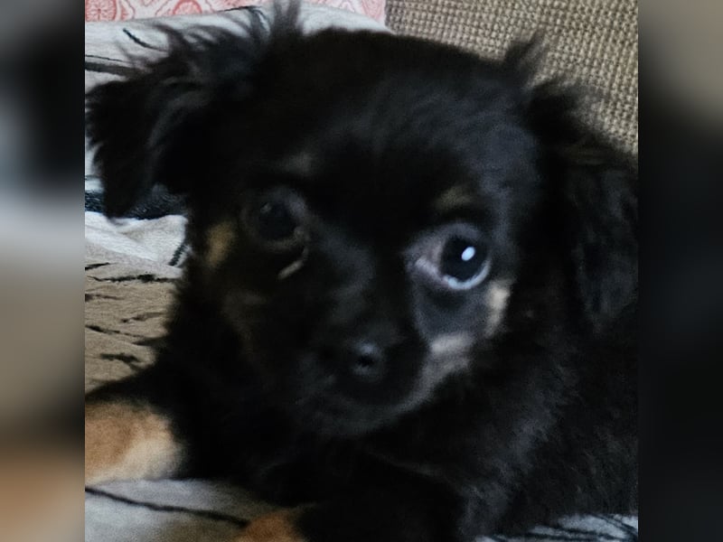 Reinrassige,Rassetypische Chihuahua-Hündin abzugeben