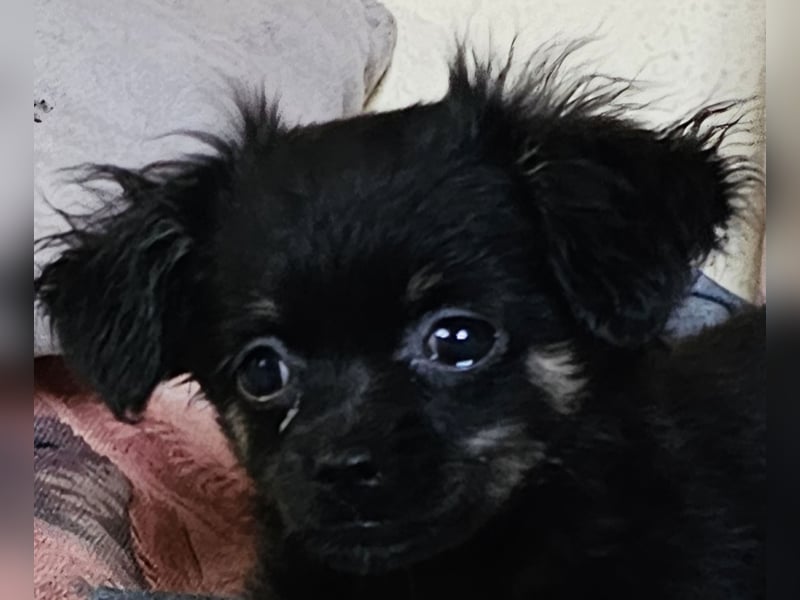 Reinrassige,Rassetypische Chihuahua-Hündin abzugeben
