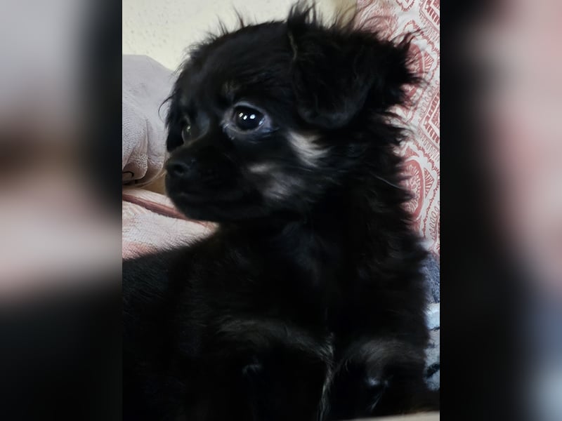 Reinrassige,Rassetypische Chihuahua-Hündin abzugeben