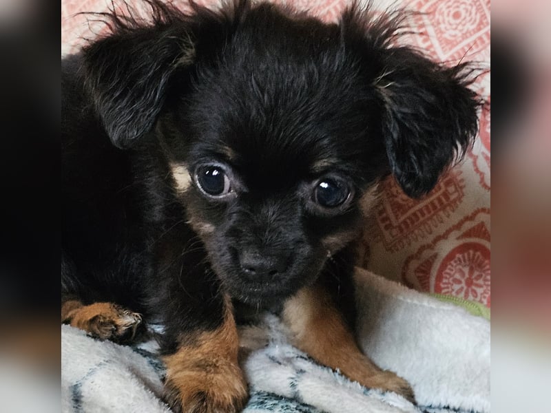 Reinrassige,Rassetypische Chihuahua-Hündin abzugeben