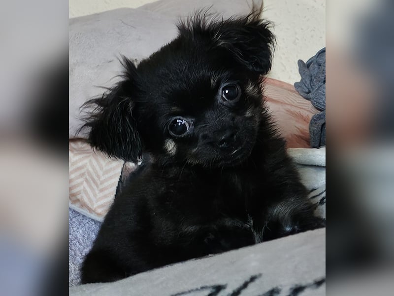 Reinrassige,Rassetypische Chihuahua-Hündin abzugeben