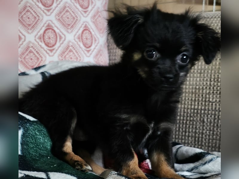 Reinrassige,Rassetypische Chihuahua-Hündin abzugeben