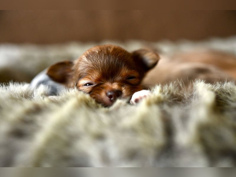 Supersüßes Mini Chihuahua Mädchen
