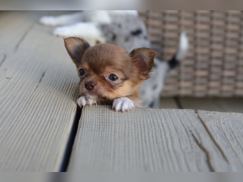 Supersüßes Mini Chihuahua Mädchen