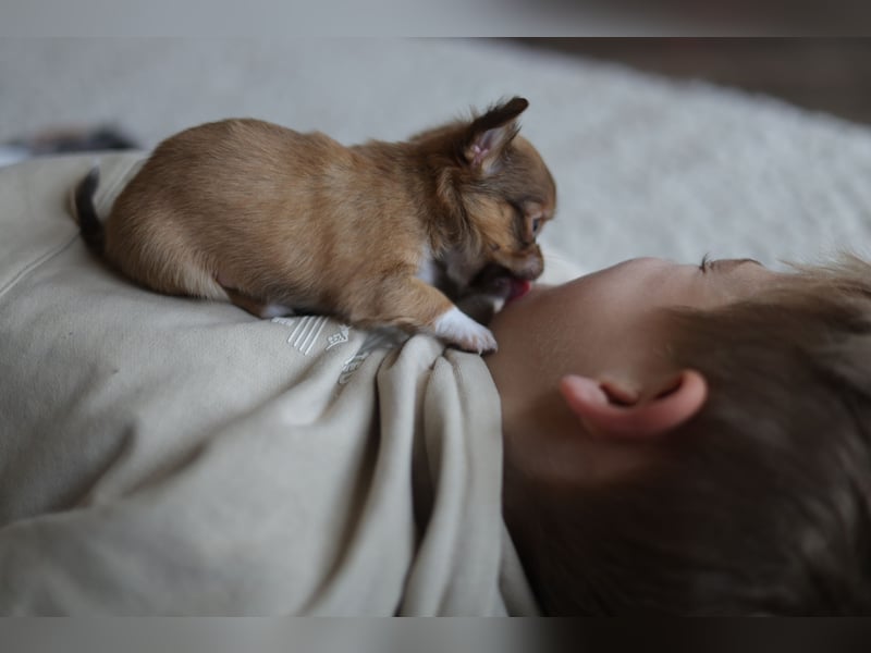 Supersüßes Mini Chihuahua Mädchen
