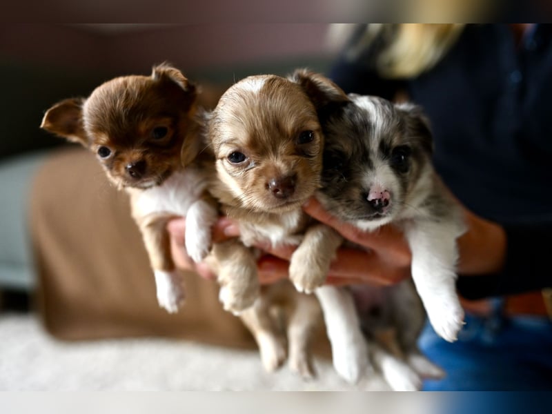 Supersüßes Mini Chihuahua Mädchen