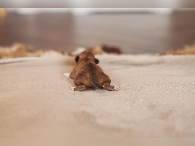 Supersüßes Mini Chihuahua Mädchen