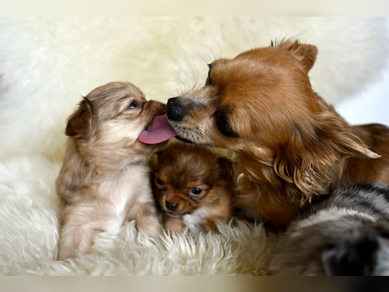 Supersüßes Mini Chihuahua Mädchen