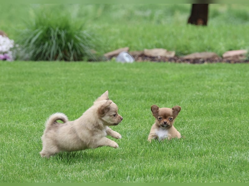 Supersüßes Mini Chihuahua Mädchen