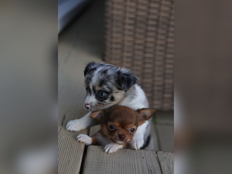 Supersüßes Mini Chihuahua Mädchen
