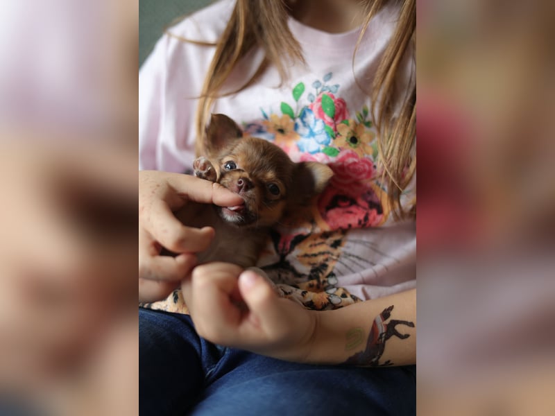 Supersüßes Mini Chihuahua Mädchen