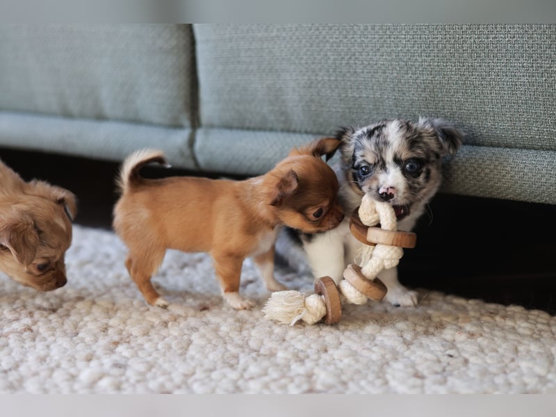 Supersüßes Mini Chihuahua Mädchen