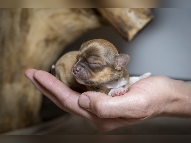 Supersüßes Mini Chihuahua Mädchen