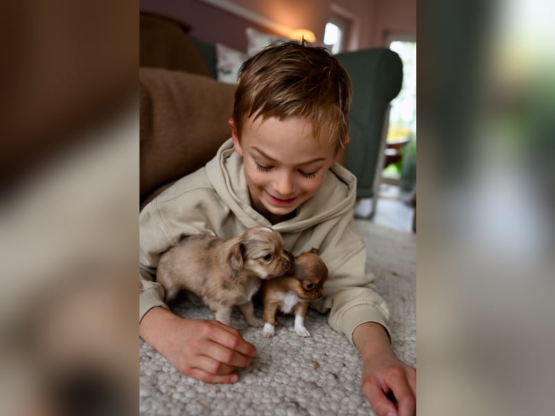 Supersüßes Mini Chihuahua Mädchen
