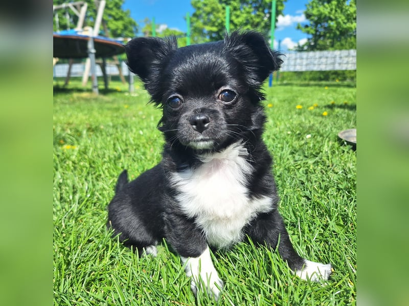 Langhaar Chihuahua Mädchen abzugeben