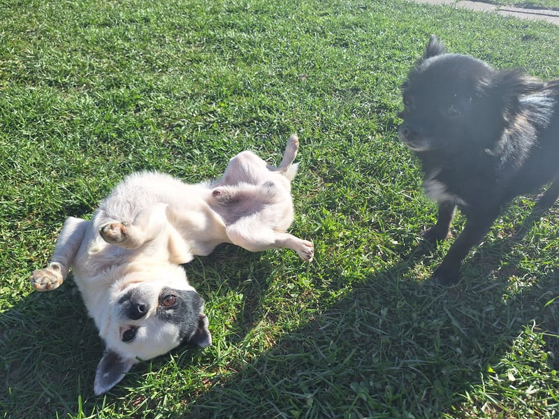 Langhaar Chihuahua Mädchen abzugeben