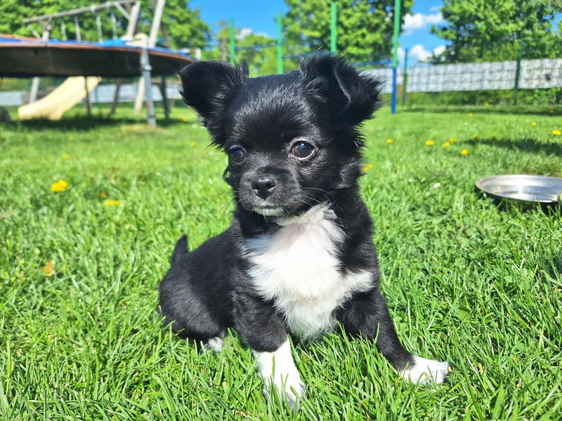 Langhaar Chihuahua Mädchen abzugeben