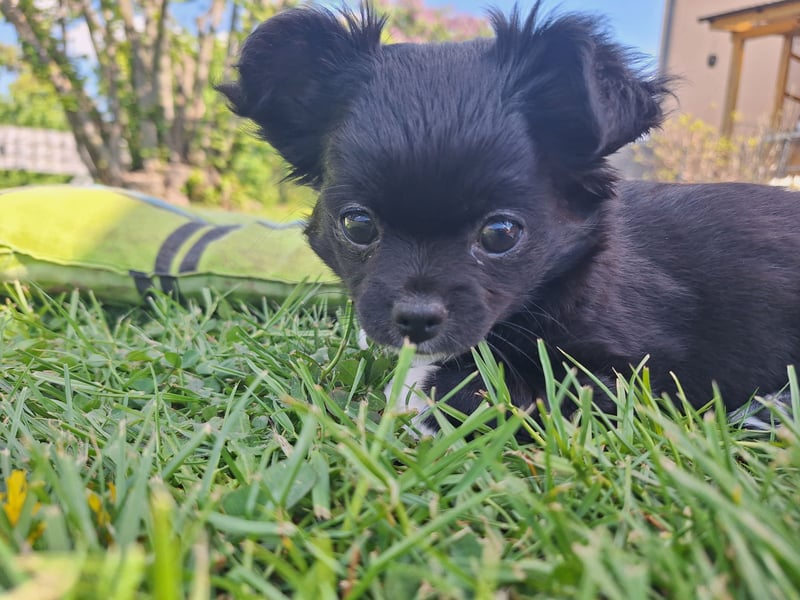 Langhaar Chihuahua Mädchen abzugeben