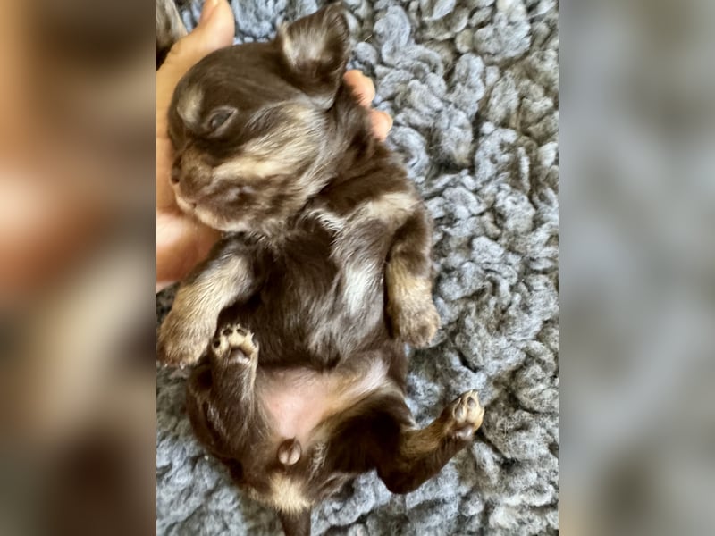 Wir haben aktuell Welpen. 2 Chihuahua Mädels