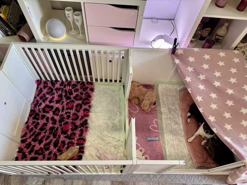 Wir haben aktuell Welpen. 2 Chihuahua Mädels