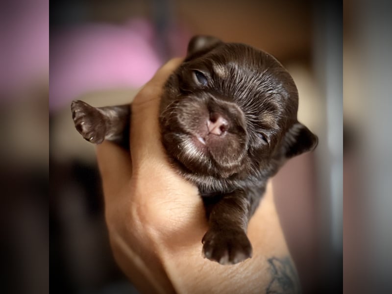 Wir haben aktuell Welpen. 2 Chihuahua Mädels