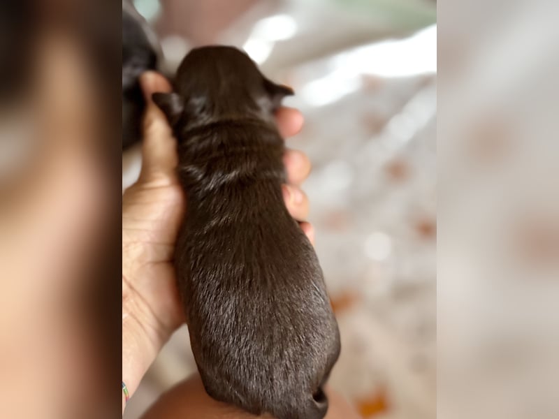 Wir haben aktuell Welpen. 2 Chihuahua Mädels