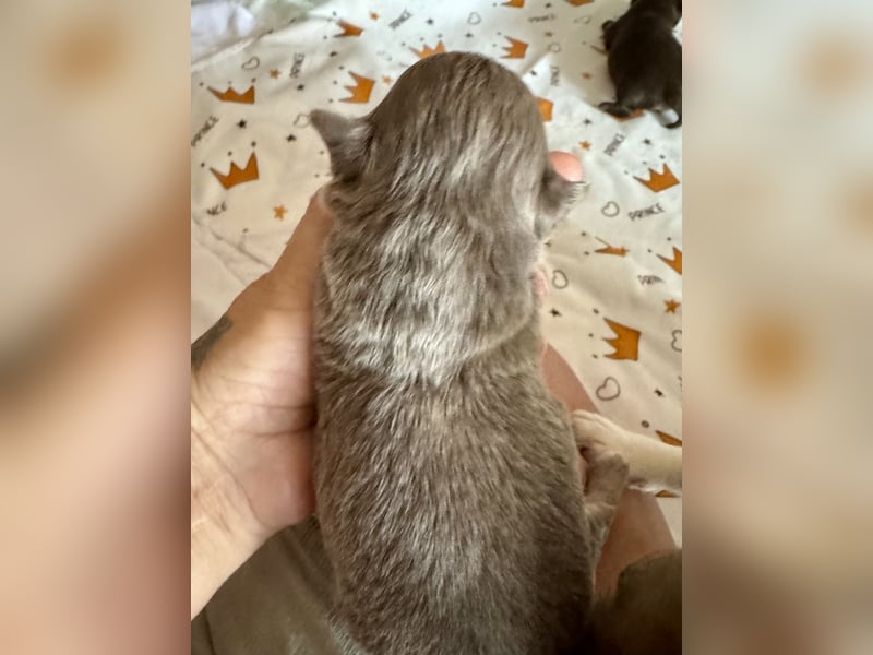 Wir haben aktuell Welpen. 2 Chihuahua Mädels