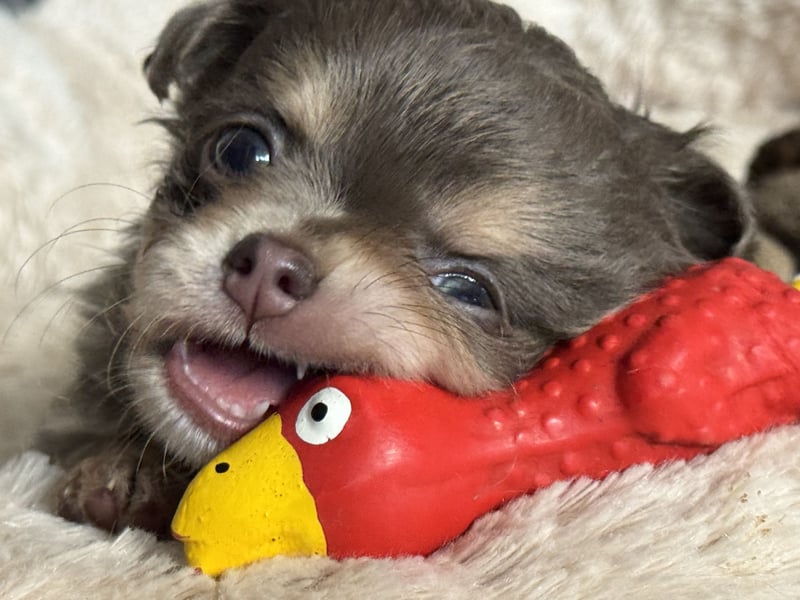 Wir haben aktuell Welpen. 2 Chihuahua Mädels