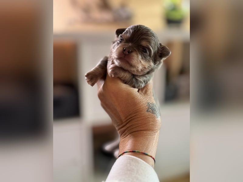 Wir haben aktuell Welpen. 2 Chihuahua Mädels