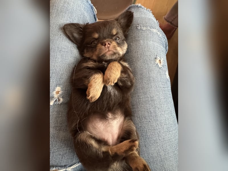Wir haben aktuell Welpen. 2 Chihuahua Mädels