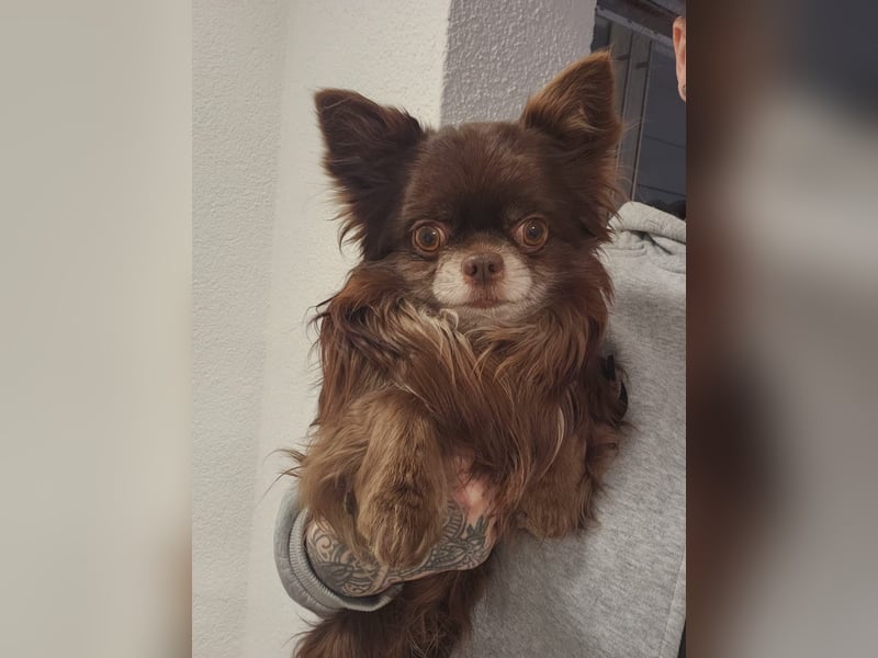 Wir haben aktuell Welpen. 2 Chihuahua Mädels
