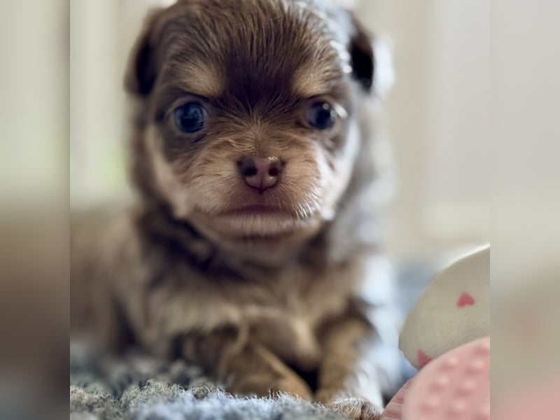 Wir haben aktuell Welpen. 2 Chihuahua Mädels