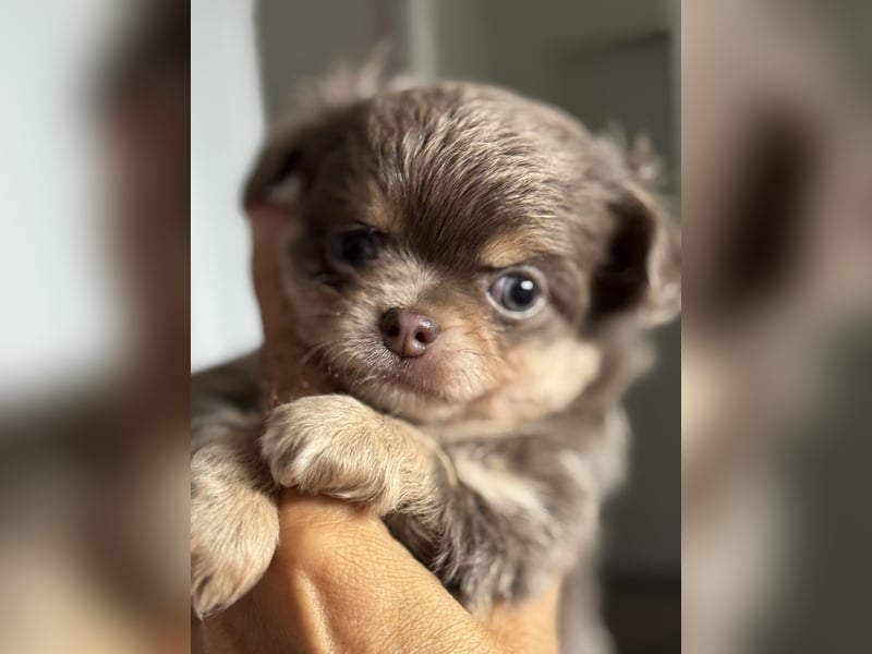 Wir haben aktuell Welpen. 2 Chihuahua Mädels