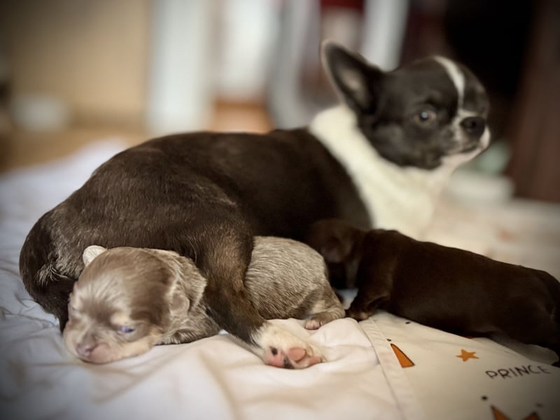 Wir haben aktuell Welpen. 2 Chihuahua Mädels