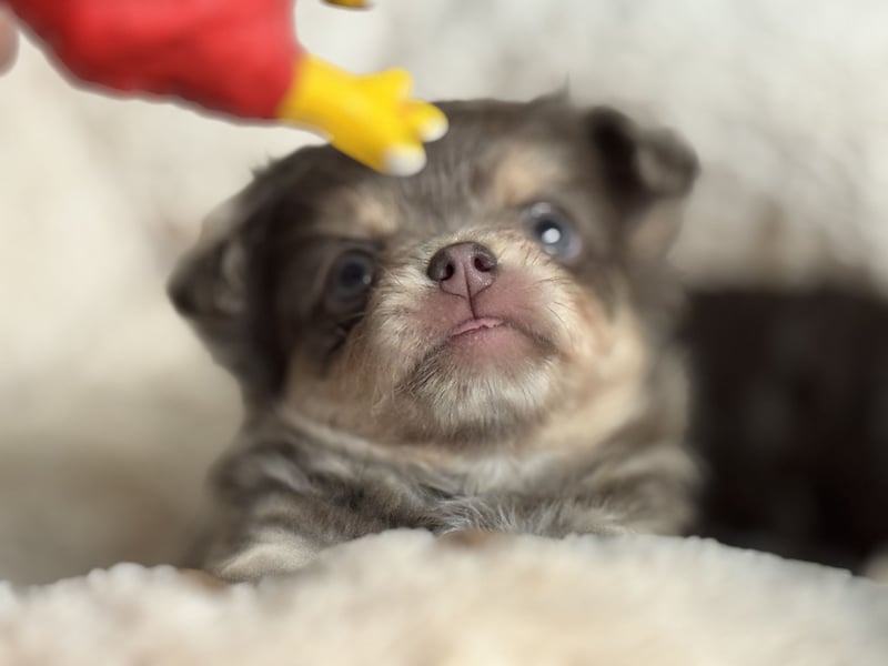 Wir haben aktuell Welpen. 2 Chihuahua Mädels