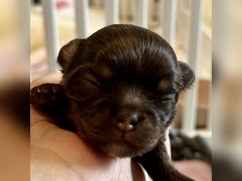 Wir haben aktuell Welpen. 2 Chihuahua Mädels