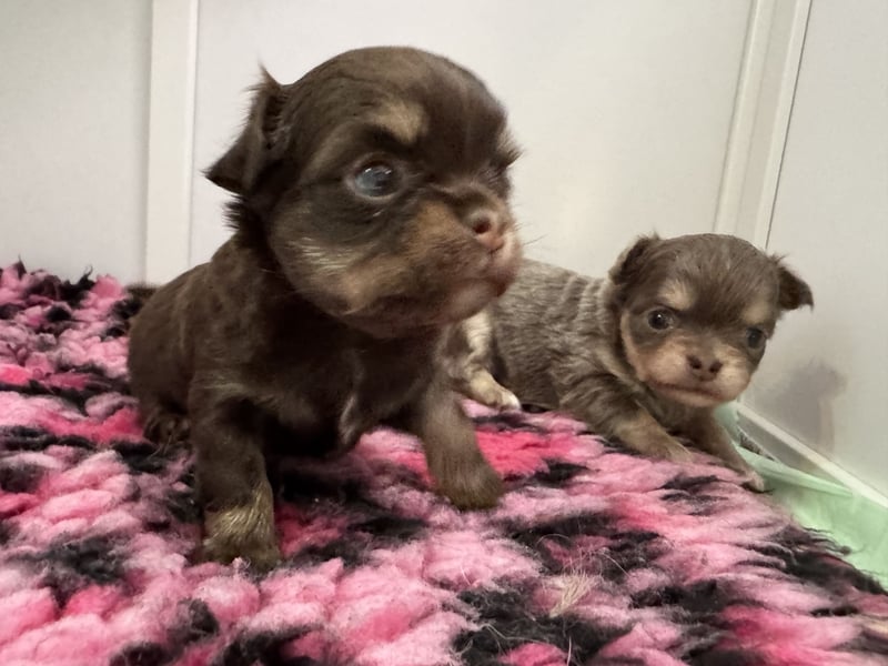 Wir haben aktuell Welpen. 2 Chihuahua Mädels