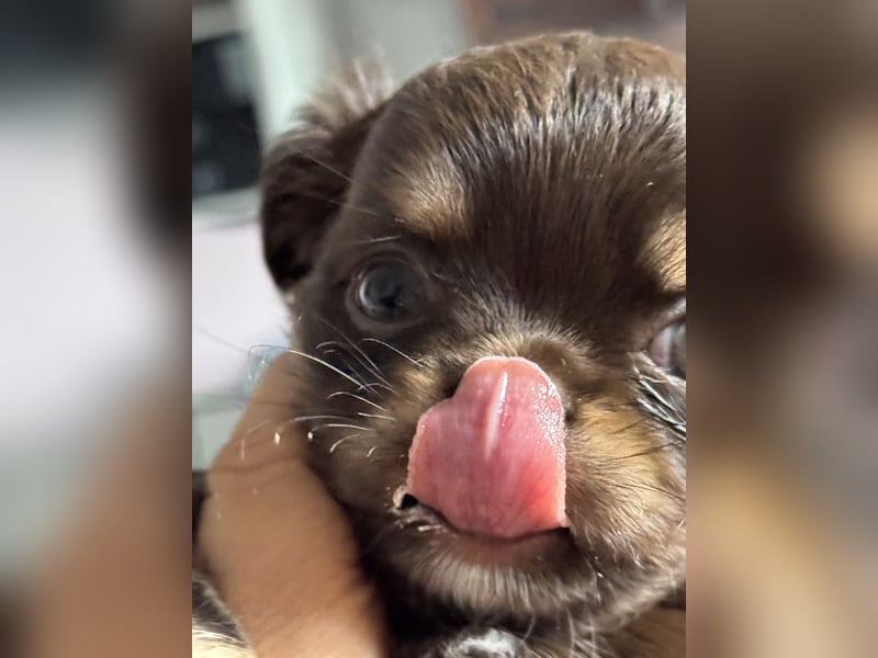 Wir haben aktuell Welpen. 2 Chihuahua Mädels