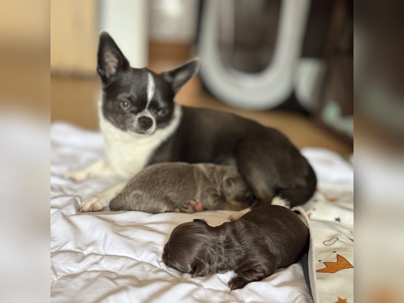 Wir haben aktuell Welpen. 2 Chihuahua Mädels