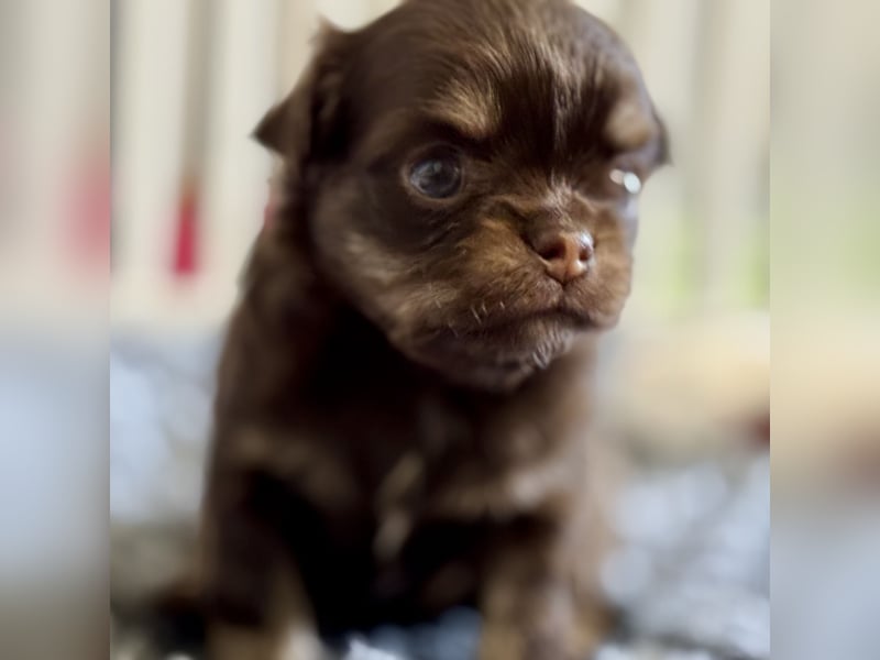 Wir haben aktuell Welpen. 2 Chihuahua Mädels