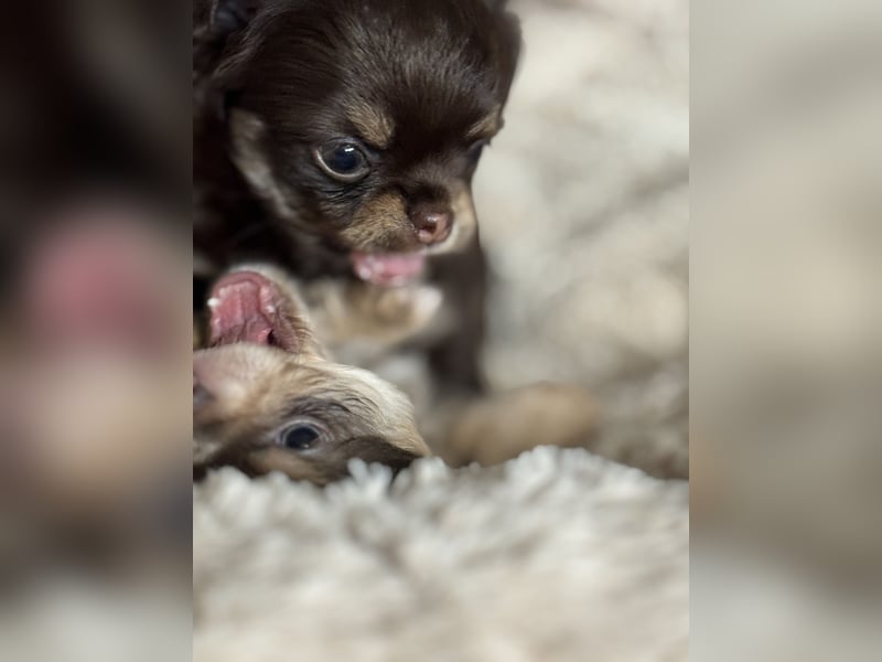 Wir haben aktuell Welpen. 2 Chihuahua Mädels