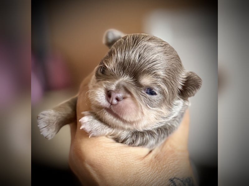 Wir haben aktuell Welpen. 2 Chihuahua Mädels