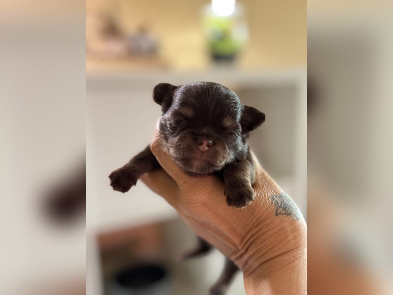 Wir haben aktuell Welpen. 2 Chihuahua Mädels