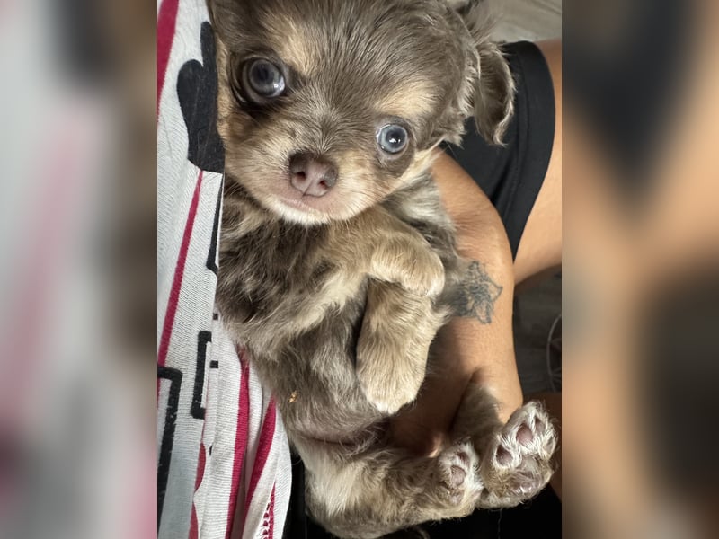 Wir haben aktuell Welpen. 2 Chihuahua Mädels