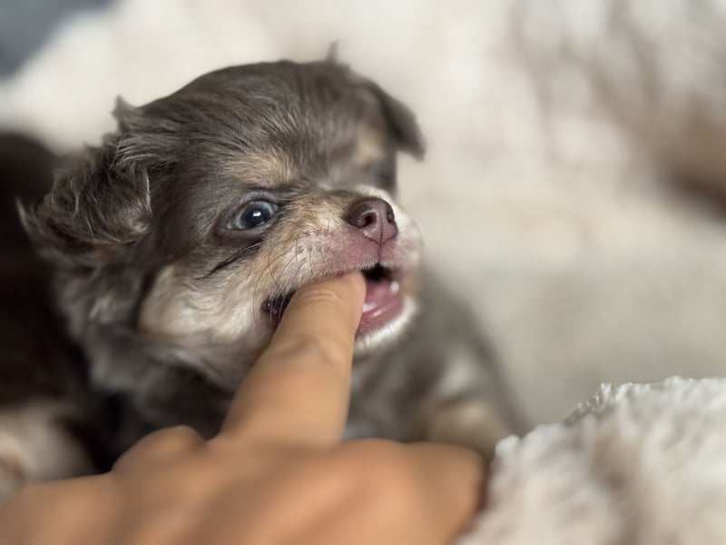 Wir haben aktuell Welpen. 2 Chihuahua Mädels