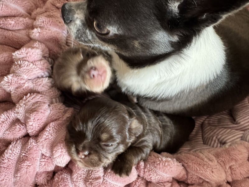 Wir haben aktuell Welpen. 2 Chihuahua Mädels
