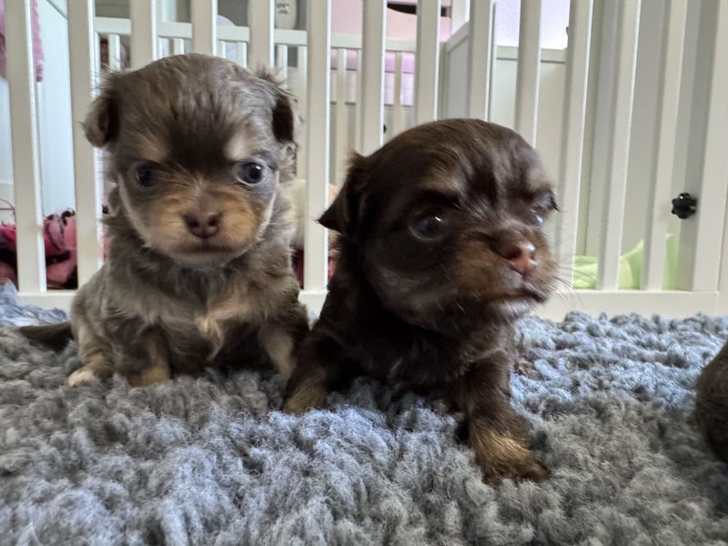 Wir haben aktuell Welpen. 2 Chihuahua Mädels